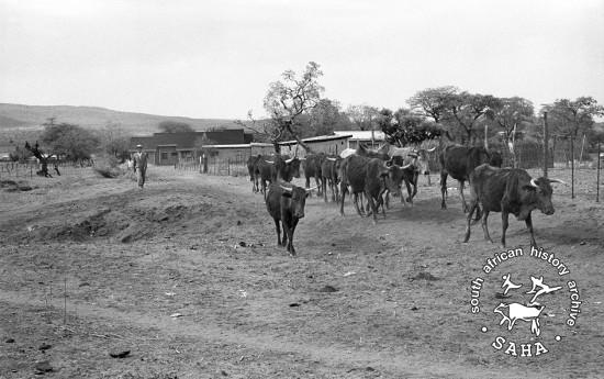 Herding the cattle through the village, Braklaagte, October 1986