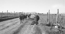 This black and white photograph of a herder on bicycle herding the cattle in Driefontein was taken by Gille de Vlieg in October 1995. Included in SAHA Land Act Project report, 2014.