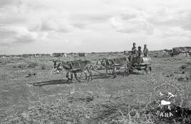 This black and white photograph of of donkeys pulling a cart with barrels of water for delivery to Barseba was taken by Gille de Vlieg in March 1984. Included in SAHA Land Act Project report, 2014.