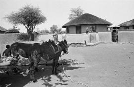 Donkey cart waiting in front of a house, Braklaagte/ Image used in the SAHA Land Act Project Virtual Exhibition.