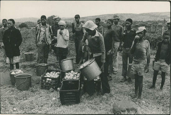 Farm labourers, South Africa, photographer unknown, AL2547_11.1.4, SAHA Original Photograph Collection Farm labourers, South Africa, photographer unknown, AL2547_11.1.4, SAHA Original Photograph Collection