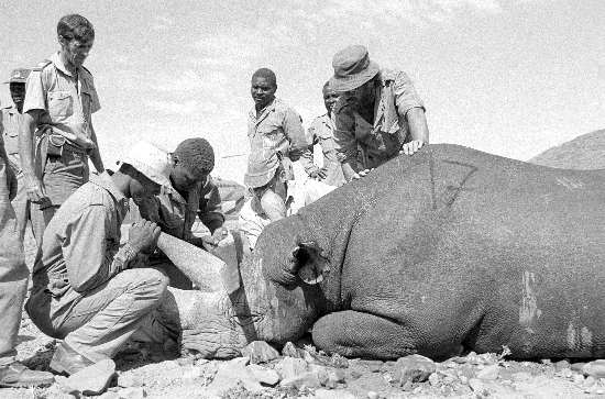 Environmental workers sawing off a sedated rhino's horn in an attempt to prevent poaching, south west of Etosha, Namibia, May 6, 1989, Gille De Vlieg Collection, AL3274_G16.2.1