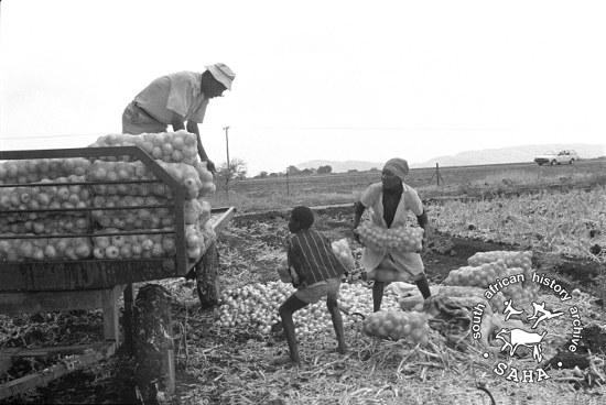 Young boy helping his mother load onions on a farm near Brits in the North West Province, was taken by Gille de Vlieg on 27.09.1985